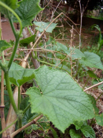 20130710cucumber.jpg