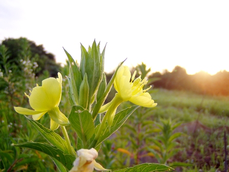 20130721sunrise.jpg