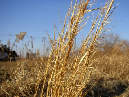 20140131chigaya.jpg