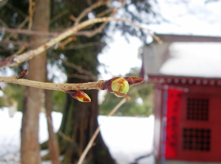 20140209sakura.JPG