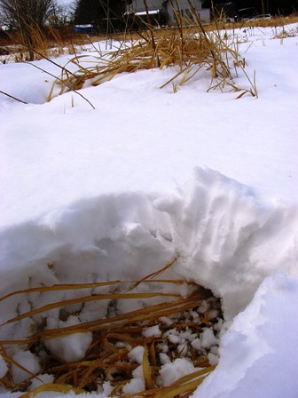 20140209sekisetsu15cm.JPG