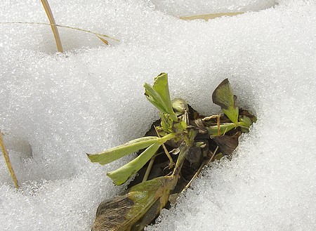 20140210soramame.jpg