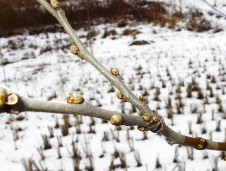 20140214kuwa.jpg
