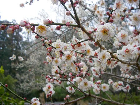 20140313ume.jpg