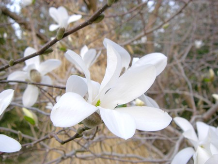 20140328kobushi.jpg