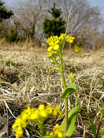 20140328nanohana.jpg