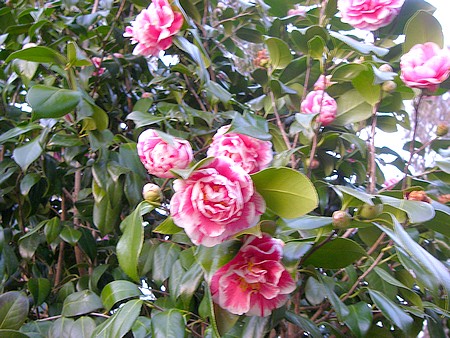 20140328tubaki.jpg