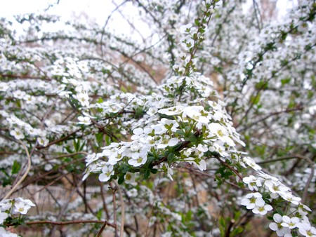 20140328yukiyanagi.jpg