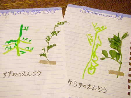 20140408specimen.jpg