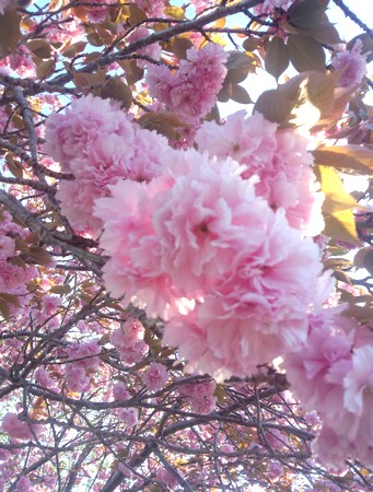 20140424yaezakura.jpg