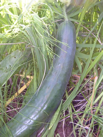 20140725kyuuri.jpg