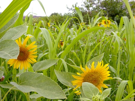 20140807sunflower.jpg