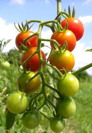 20140811tomato.jpg