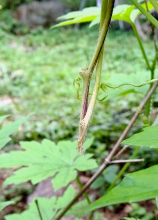 20140820asagao1.jpg
