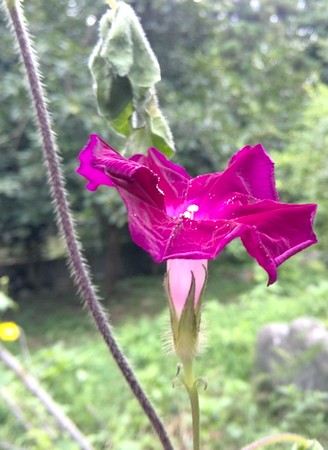 20140820asagao2.jpg