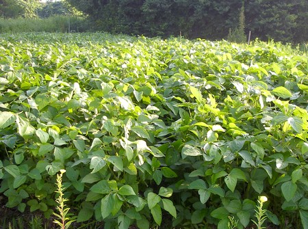 20140822daizu-farm.jpg