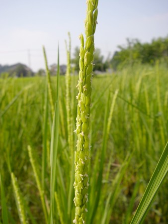 20140822rice-flower.jpg