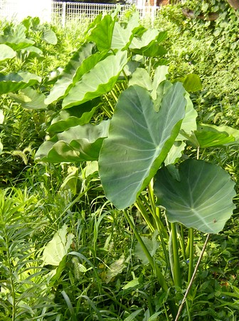20140822satoim.jpg