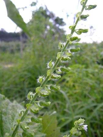 20140918hojiso.jpg