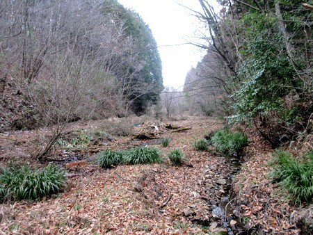 20200228forest.jpg