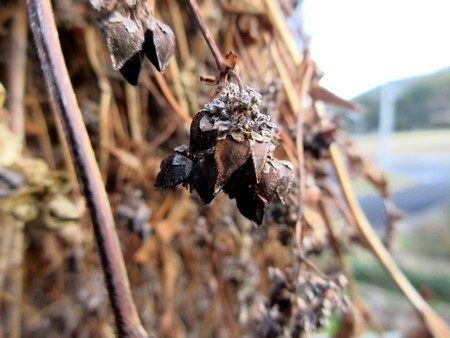 20201127soba.jpg