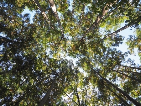 20210126deepforest.jpg