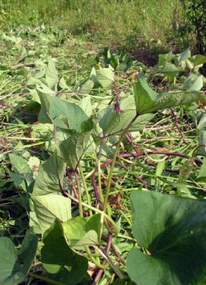 050915turugaesi