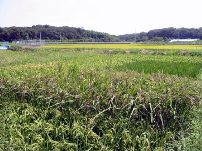 050914mozaiku