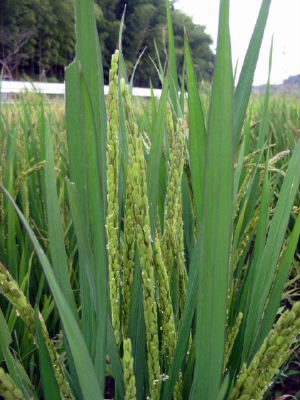 050923shikokuen