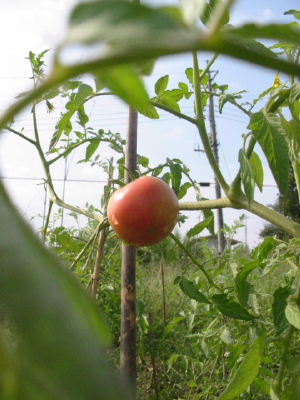 050923tomato