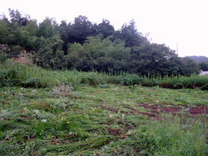050925seitaka2