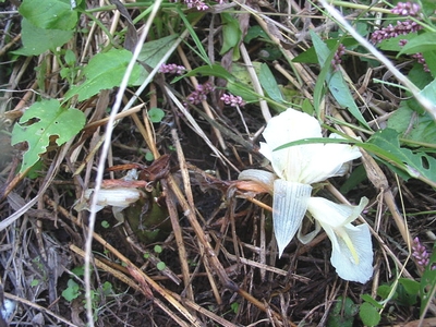 m061014myouga-hana