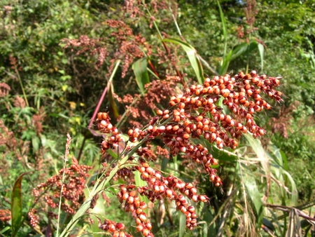 m061014takakibi