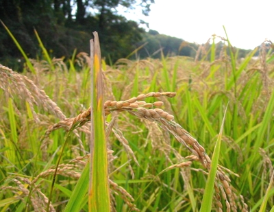 m061029inaho.jpg