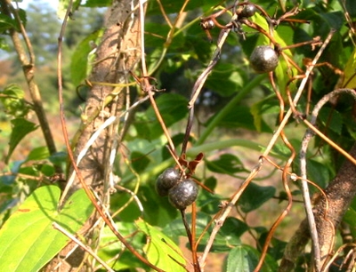 061030mukago